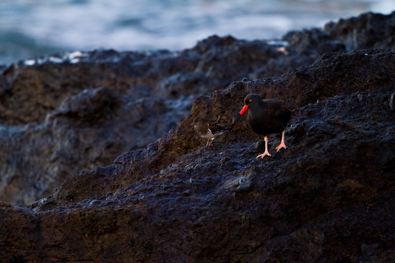 Black Oystercatcher